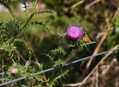 Moth thistle photo