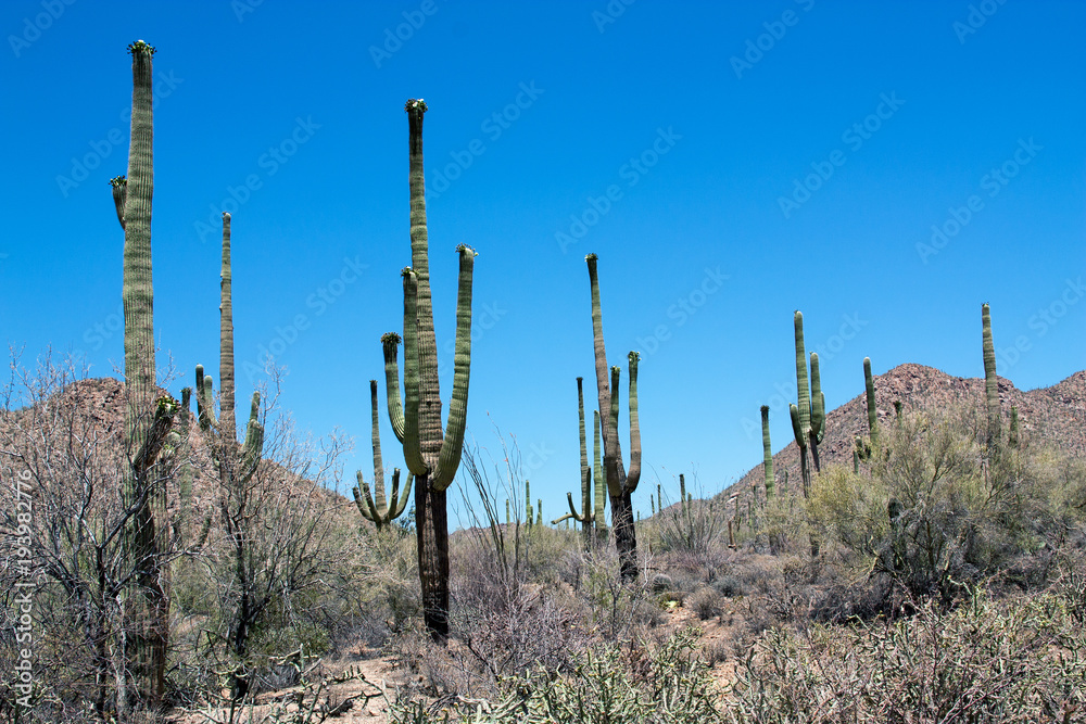 Kakteen im Saguaro National Park, Arizona, USA Kakteen im Saguaro National Park, Arizona, USA