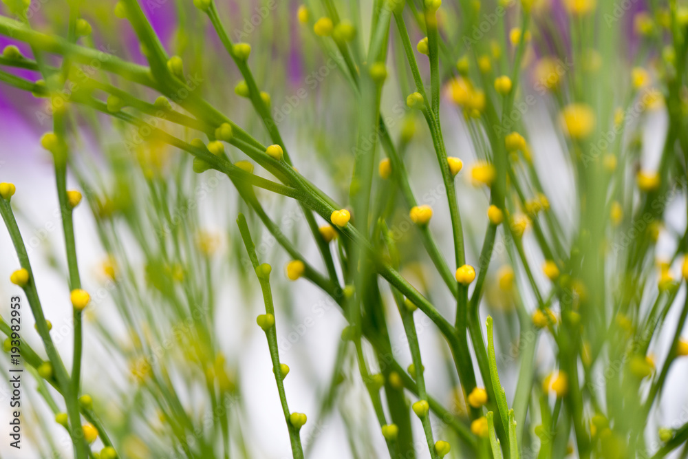 Psilotum nudum in laboratory