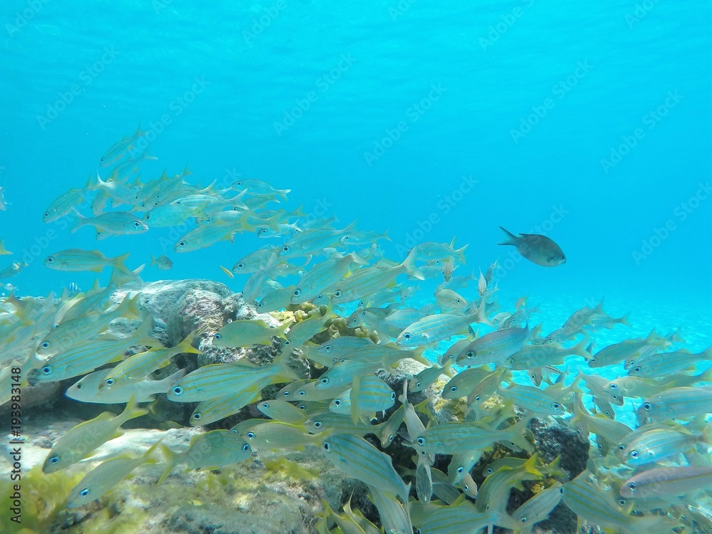 Fototapeta premium fish