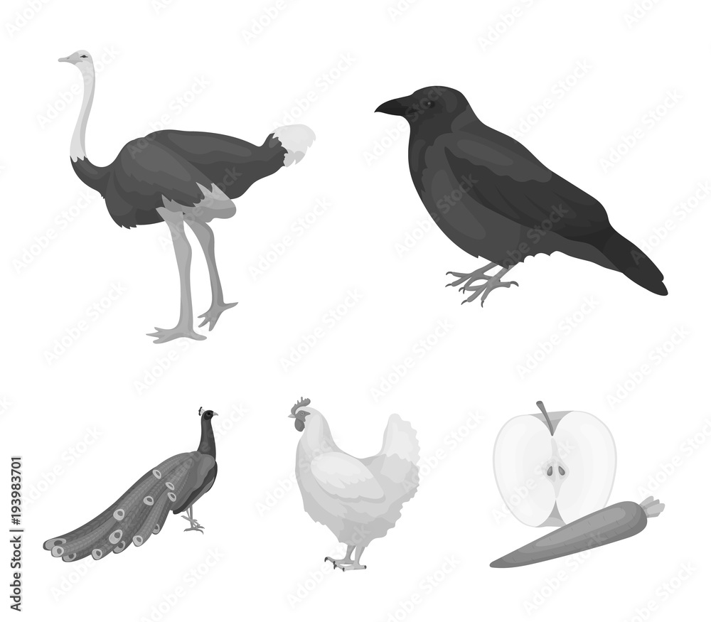 Naklejka Crow, ostrich, chicken, peacock. Birds set collection icons in monochrome style vector symbol stock illustration web.