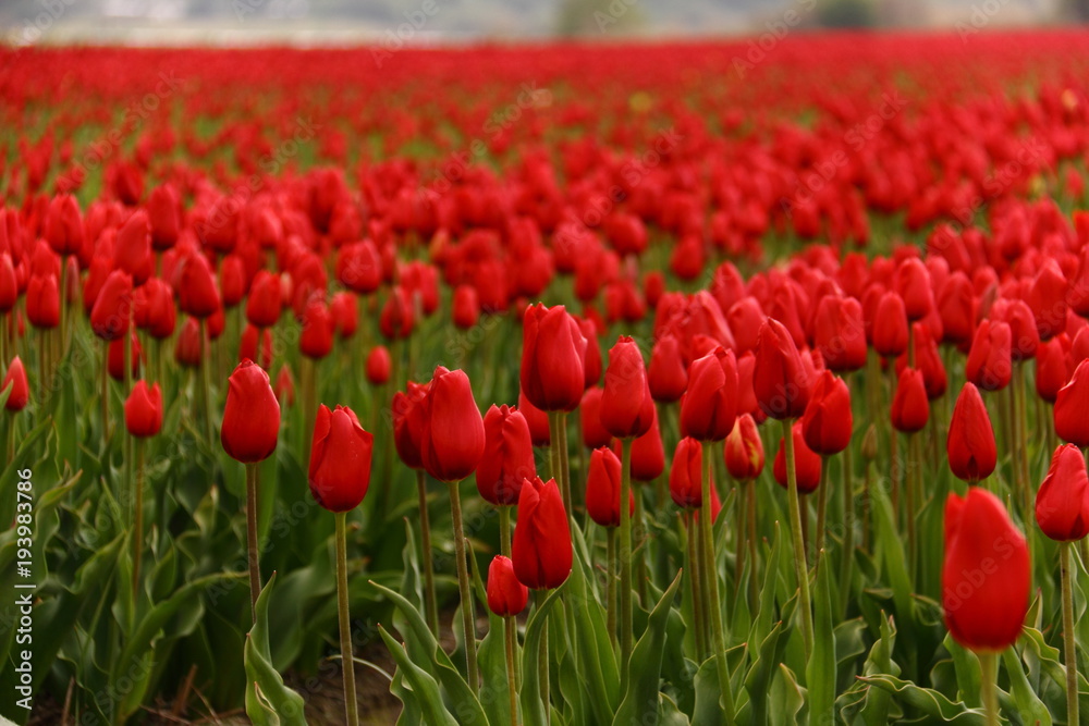 Cultivo de tulipanes rojos Cultivo de tulipanes rojos