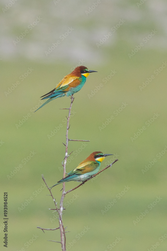 Beautiful colorful enamoured couple of bee-eaters sitting on a twig, Merops apiaster Beautiful colorful enamoured couple of bee-eaters sitting on a twig, Merops apiaster