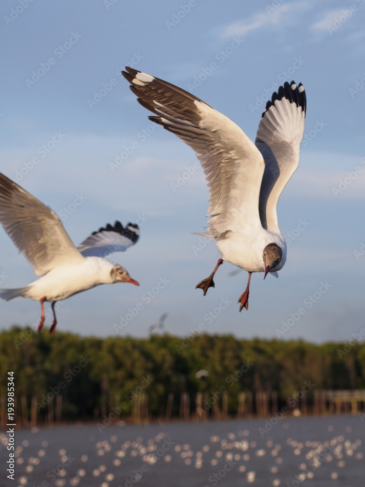 Obraz premium Seagulls in mangrove forest reserve bangpoo Thailand