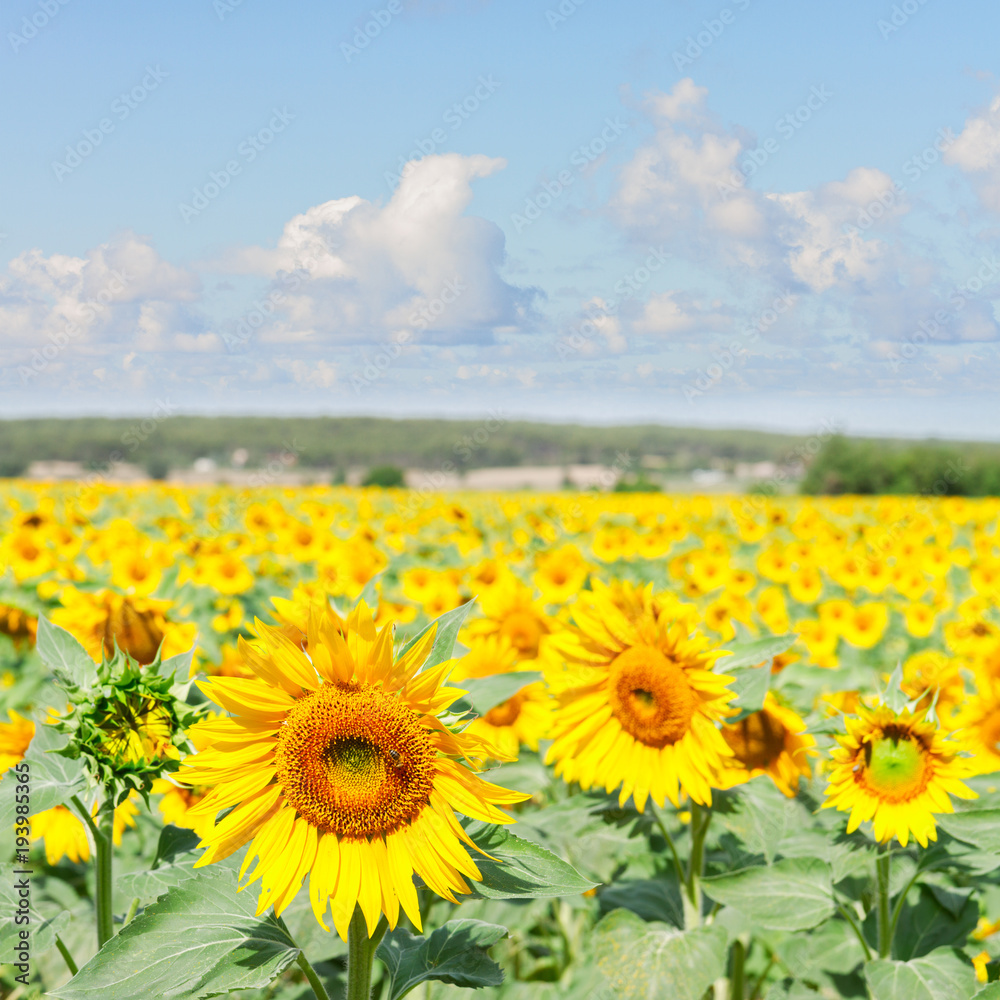 Fototapeta premium Field of sunflowers