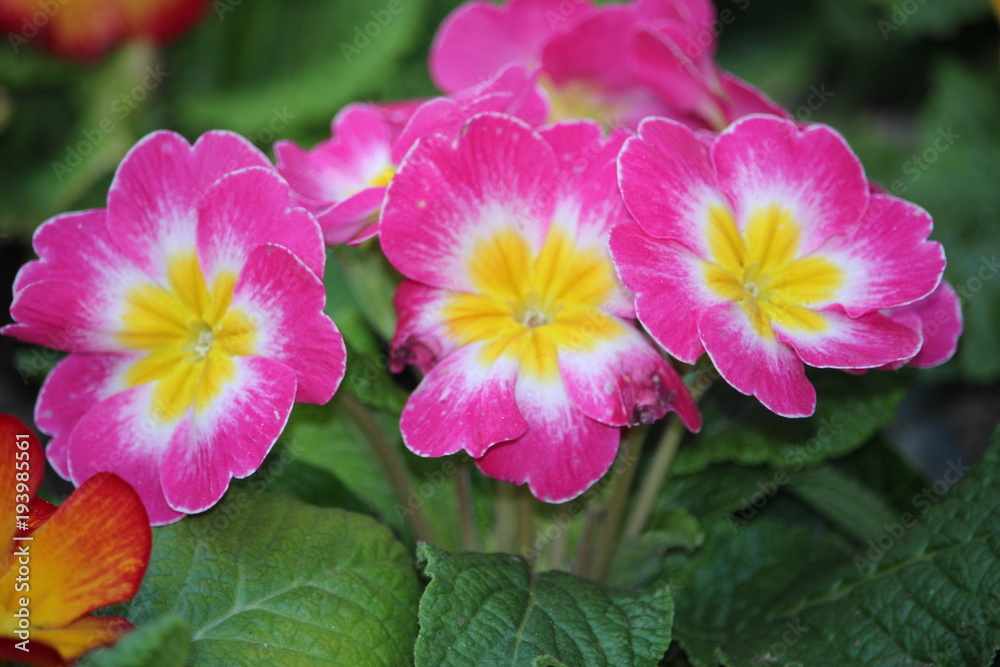 Naklejka premium Flores vivas