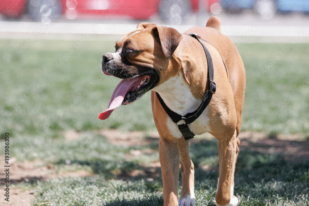 Boxer with a very long tongue at the park
