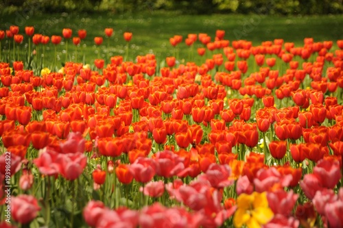 Tulpenmeer im Garten