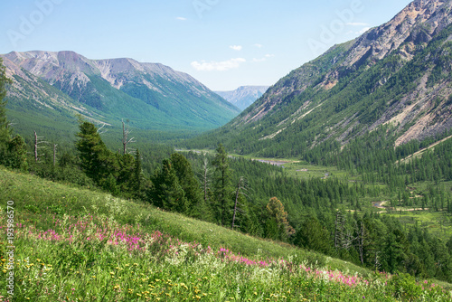 Flowers on summer meadow in mountains, scenic landscape © SergeyCash