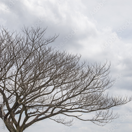 Dried tree and cloud