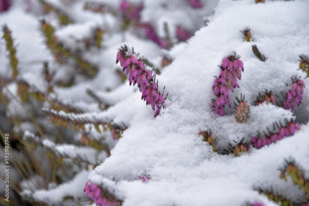 Heather. Snowy Calluna vulgaris. Calluna vulgaris covered with snow.