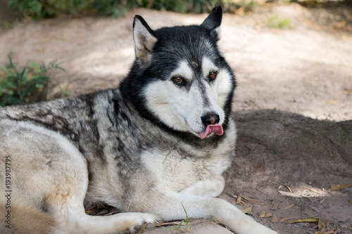 Siberian Husky dog closeup with cute facial expression licking lips © MWolf Images