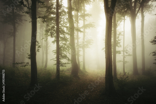 forest road in morning light