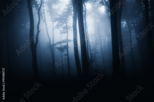 dark woods at night, fantas...