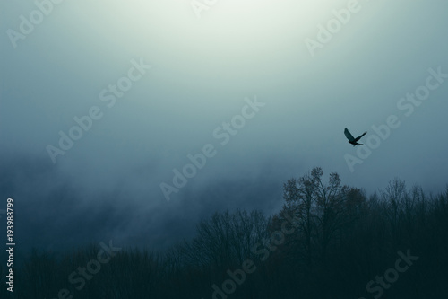 bird flying over misty fore...