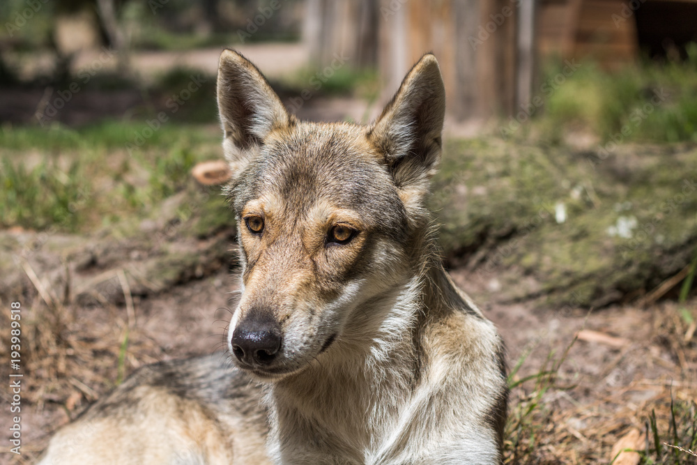 Timber wolf pup laying on the ground looking at the camera