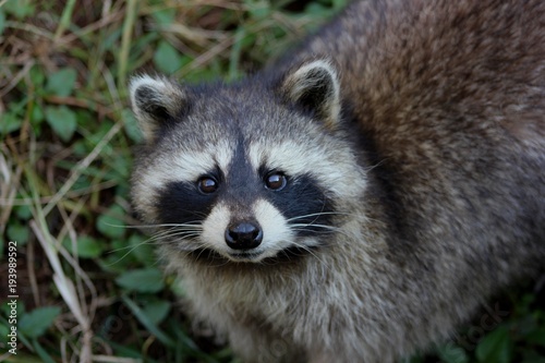 Racoon staring straight into the camera closeup of its face
