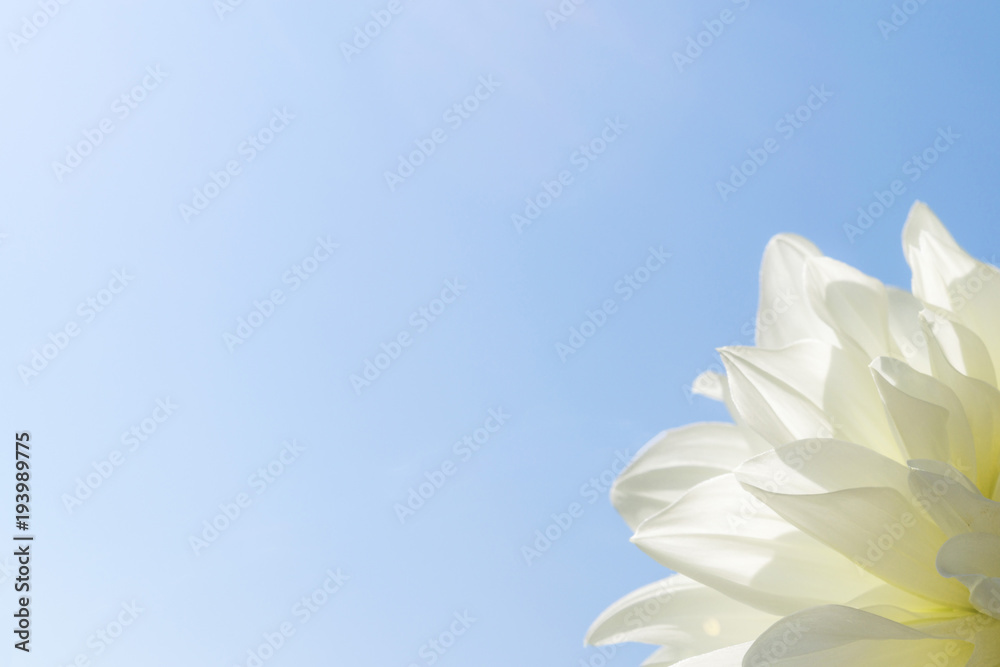 Blue sky background. A flower against the blue sky. White flower on a blue  sky background. Photo with free space. Background flowers sky. Background  sunny day. Background summer. Spring background. Stock Photo |