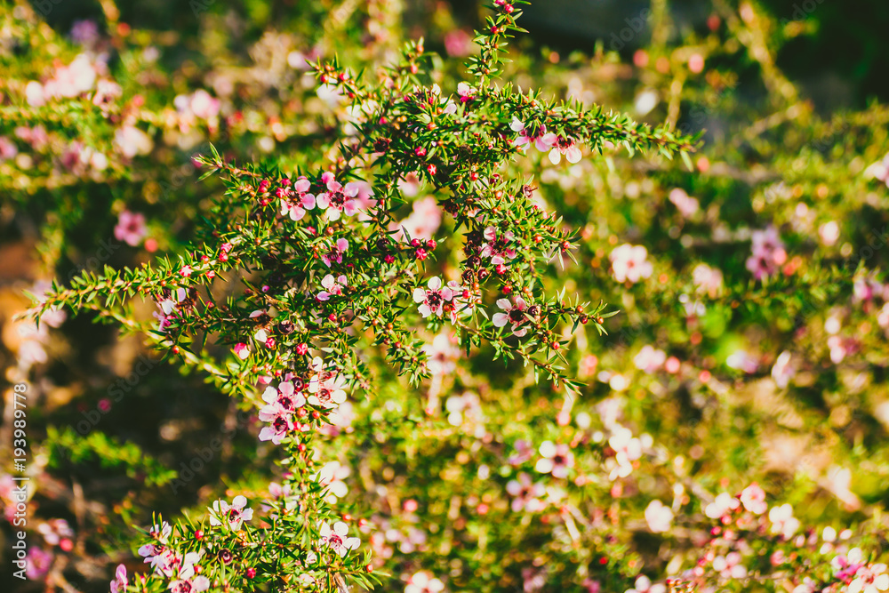 Tea tree plant with pink-red flowers Tea tree plant with pink-red flowers