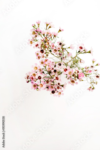 Wildflower branch on white background. View from above. © Floral Deco