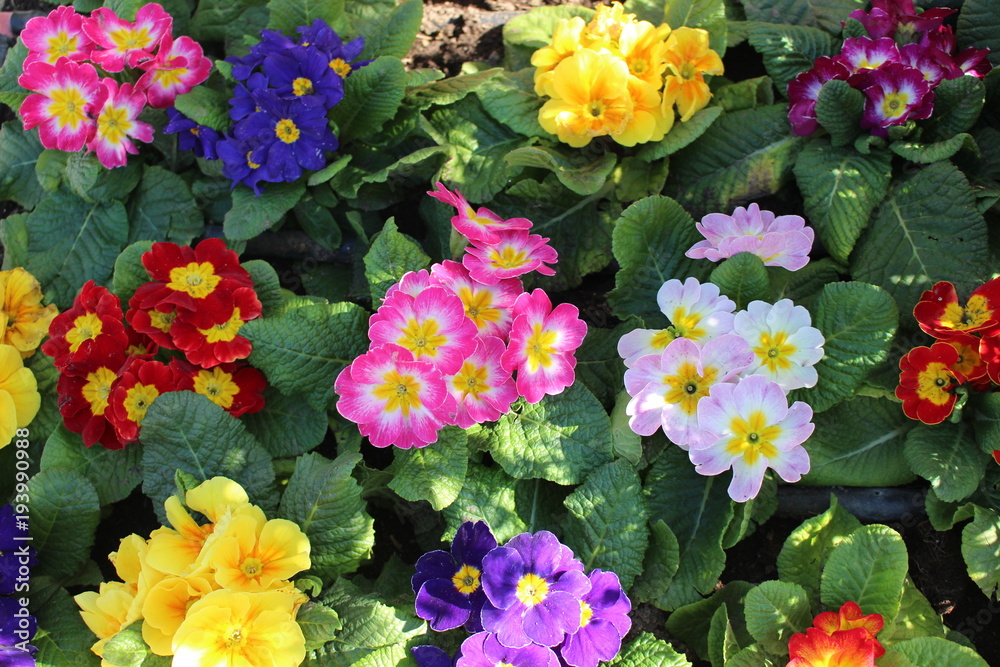 Flores de inverno Flores de inverno