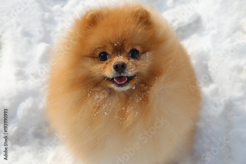 Pomeranian dog. Little fluffy little dog © Victoria