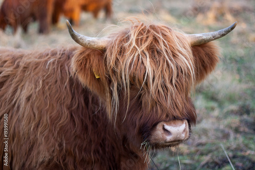 side view Highland cow