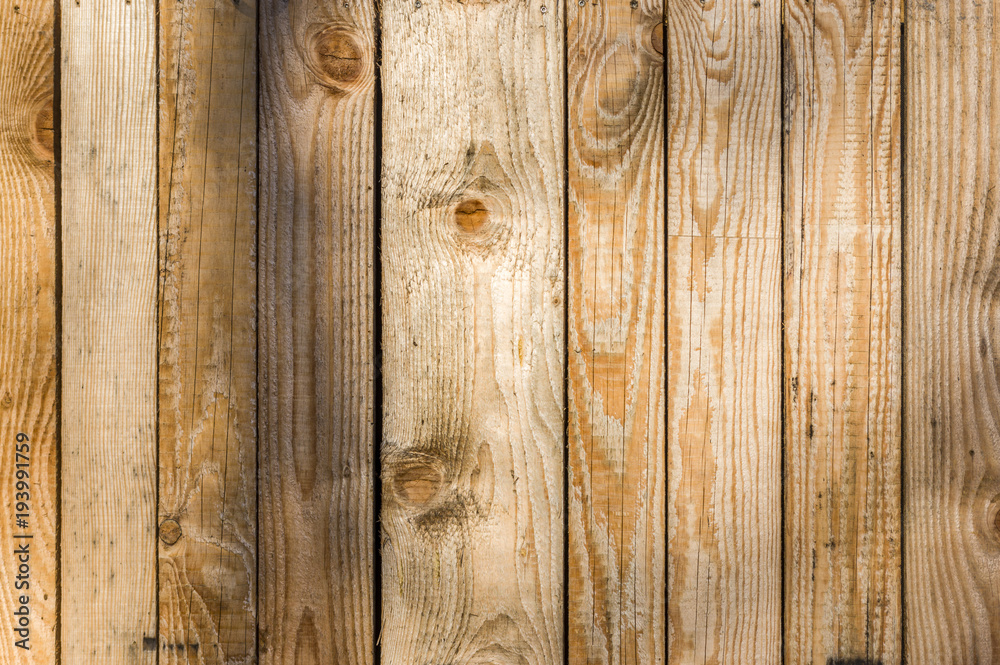 Naklejka premium Ściana z desek z pionowych lekkich desek o różnej szerokości z naturalnym usłojeniem na górnej krawędzi, widać łby śrub