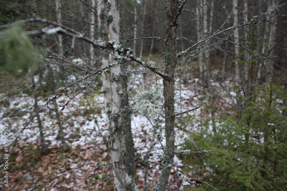 Schwedische Winterfauna