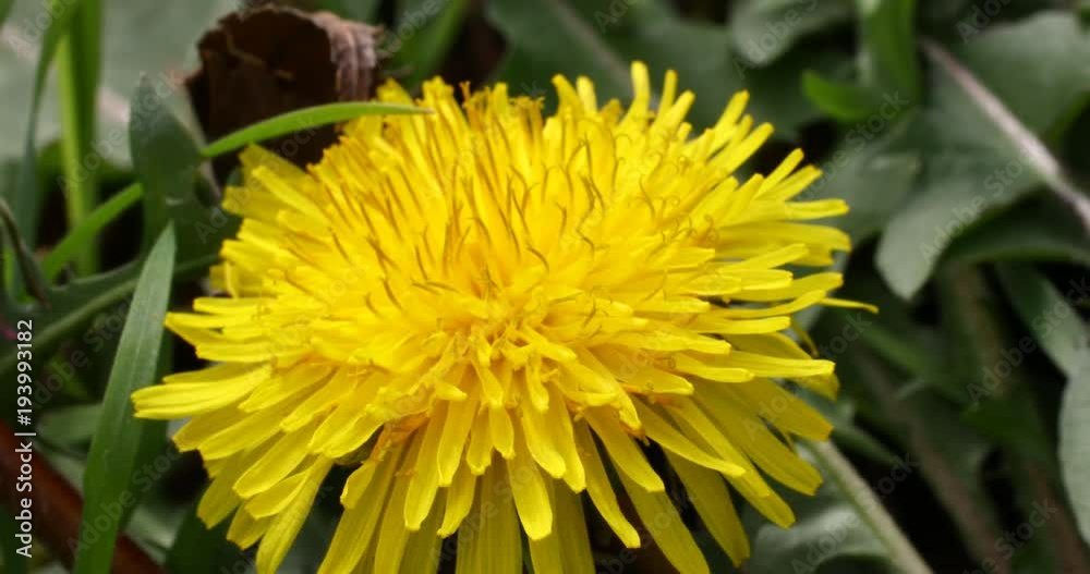 Honey Bee collecting Pollen on a Dandelion. Honey Bee collecting Pollen on a Dandelion.