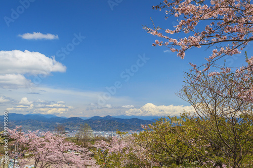 Sakura cherry blossom with Shizuoka cityscape background at Nihondaira hill, Japan