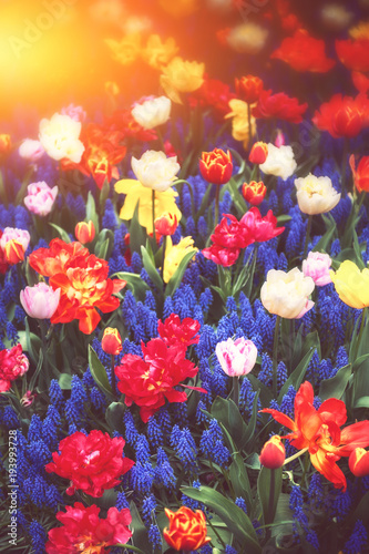 Beautiful blue muscari and multicolor tulips. Spring flowers
