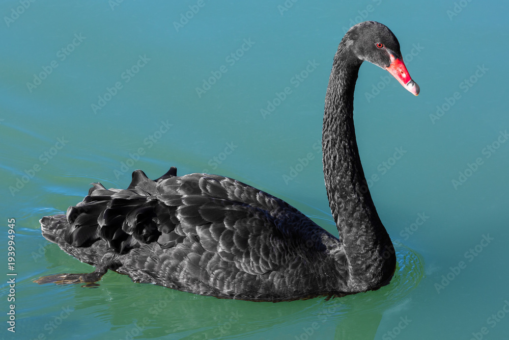 Fototapeta premium Black Swan in the National Kandawgyi Gardens Pyin Oo Lwin Mandalay state Myanmar (Burma)