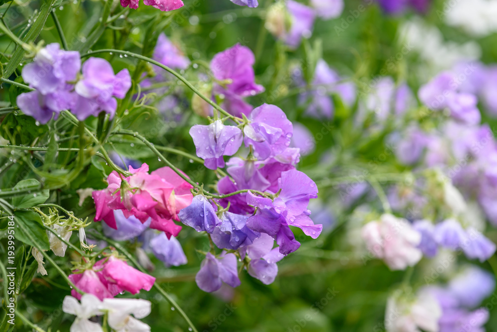 Obraz premium 雨に濡れたスイートピーの花