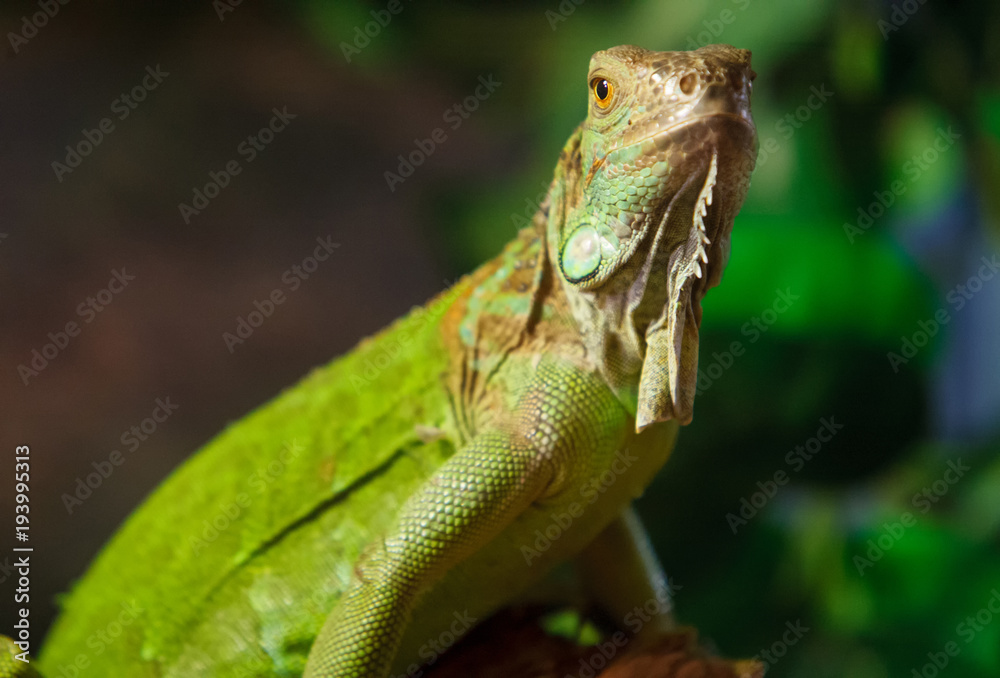 Fototapeta premium The iguana is in the terrarium.