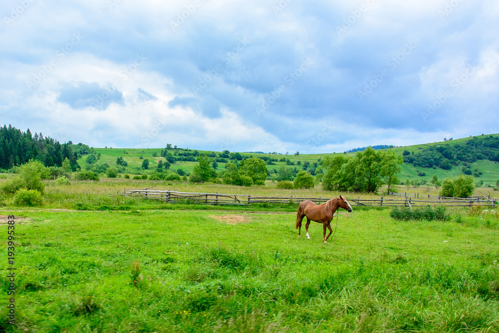 Beautiful horse on the background of Ukrainian Carpathian mountains