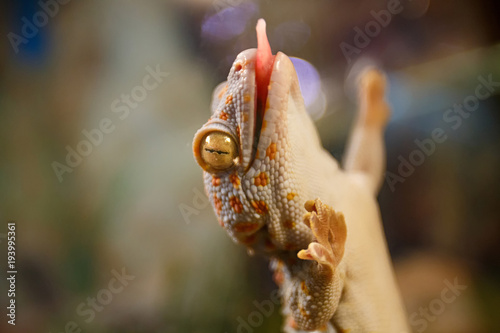 Gekkon stands on the terrarium of the terrarium photo