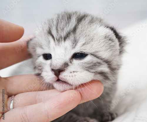Cute baby tabby kitten. Friendship with man. Hand of a man stroking a kitten