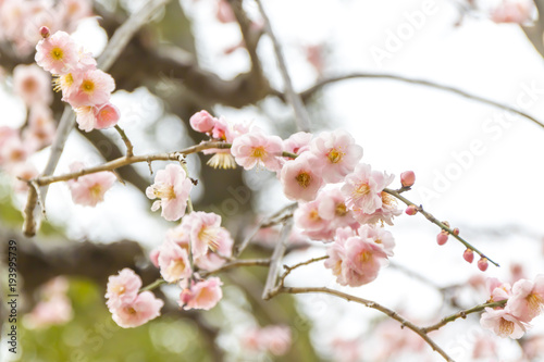 ピンク色の梅の花