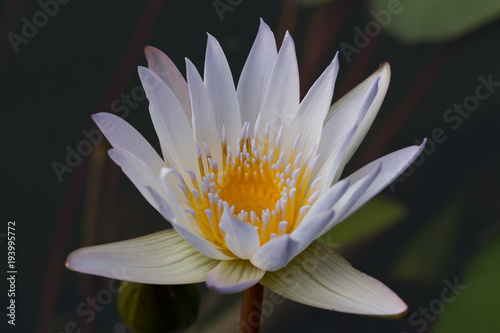 white water lily flower  lotus  and white background. The lotus flower  water lily  is national flower for India. Lotus flower is a important symbol in Asian culture