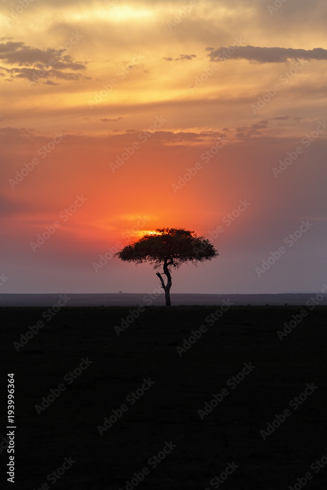 Beautiful sunset over the African savannah with a single tree in silhouette
