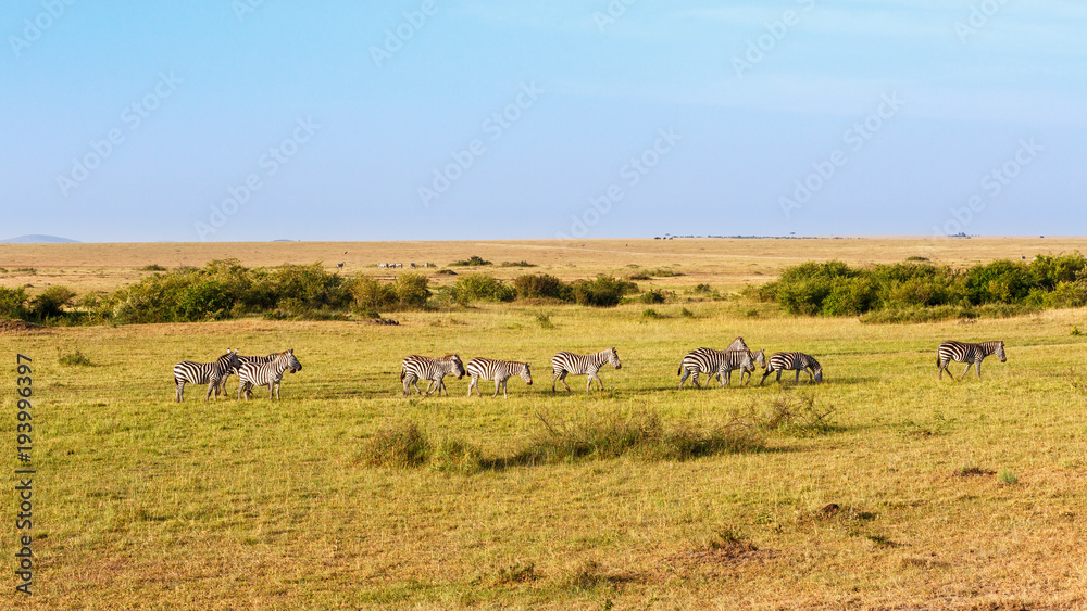 Panorama view of a savannah with wandering Zebras in Masai Mara, Kenya Panorama view of a savannah with wandering Zebras in Masai Mara, Kenya
