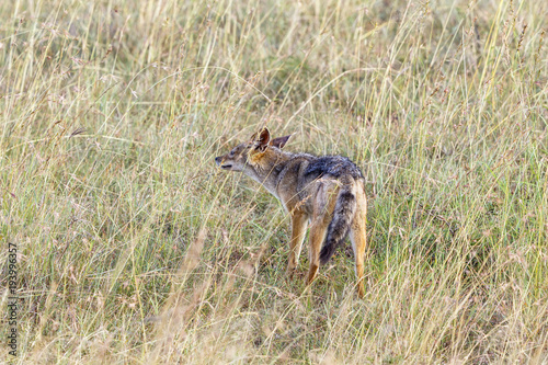 Black-backed jackal stands in the grass on the savannah