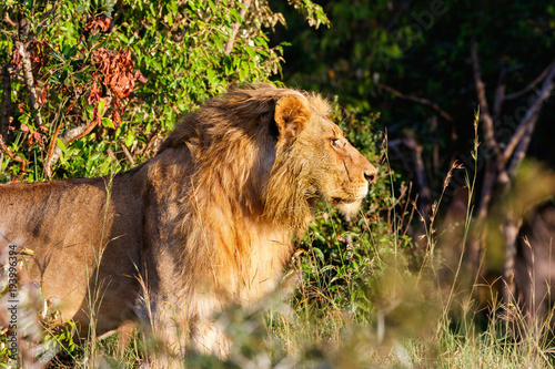 African male lion standing and looking for a something to chase