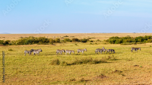 Panorama view of a savannah with wandering Zebras in Masai Mara, Kenya