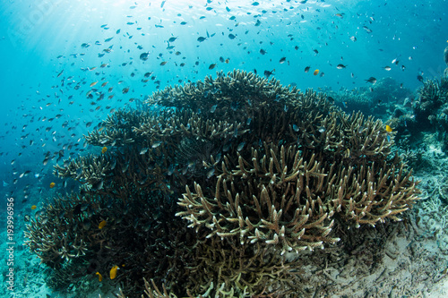 Reef Fish and Corals in Raja Ampat