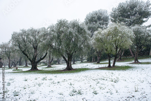 oliviers sous la neige a cagnes sur mer