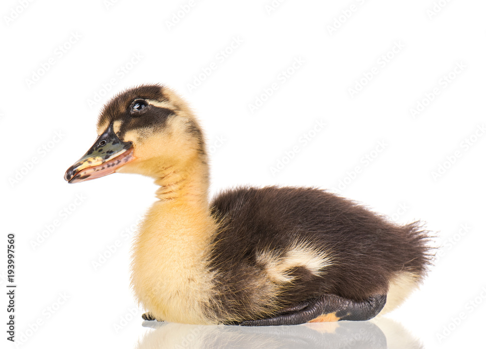Cute little black newborn duckling isolated on white background. Newly hatched duckling on a chicken farm. Cute little black newborn duckling isolated on white background. Newly hatched duckling on a chicken farm.