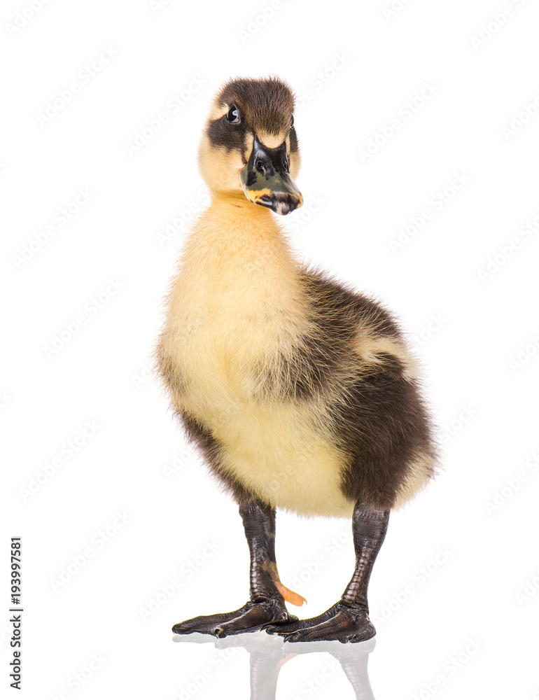 Cute little black newborn duckling isolated on white background. Newly hatched duckling on a chicken farm. Cute little black newborn duckling isolated on white background. Newly hatched duckling on a chicken farm.