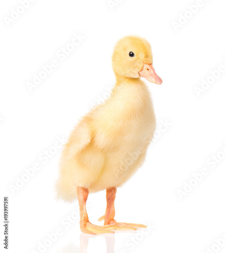 Cute little yellow newborn duckling isolated on white background. Newly hatched duckling on a chicken farm.
